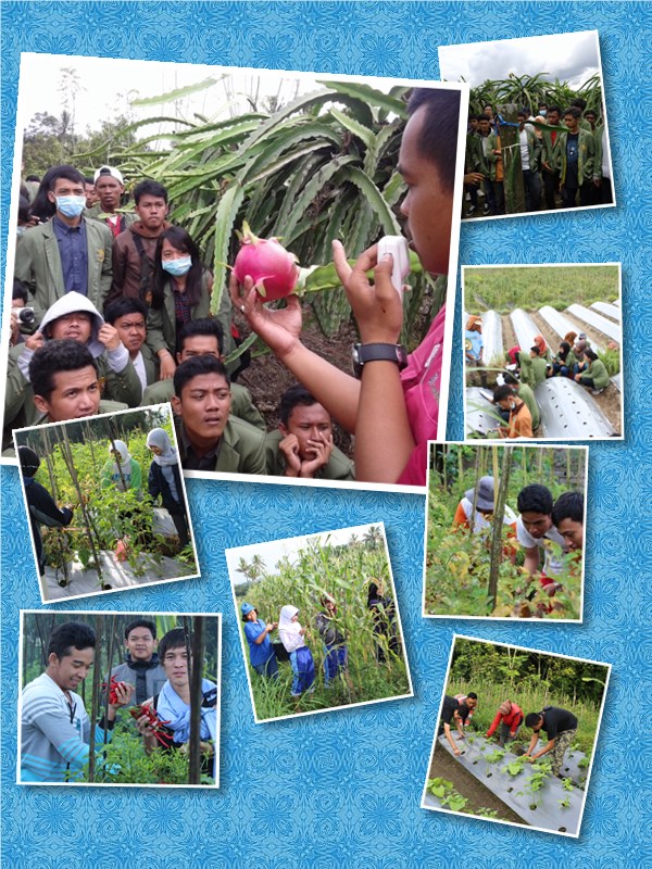 KEGIATAN PENGENALAN PERTANIAN MAHASISWA AGRIBISNIS SEMESTER I