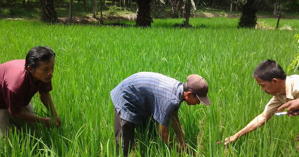 SOME FACTORS INFLUENCING ADOPTION INNOVATION OF UTILIZATION RICE FIELD WITH ROSE POWDER COMODITY ON “NGUDI RAHARJO” FARMER GROUP IN AMPALGADING, KENTENG, BANDUNGAN, SEMARANG