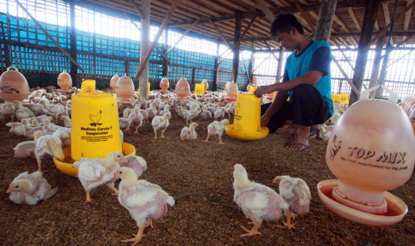 ANALISIS USAHA TERNAK AYAM BROILER  DI DUSUN CILIKAN DESA UMBULMARTANI KECAMATAN NGEMPLAK KABUPATEN SLEMAN YOGYAKARTA 